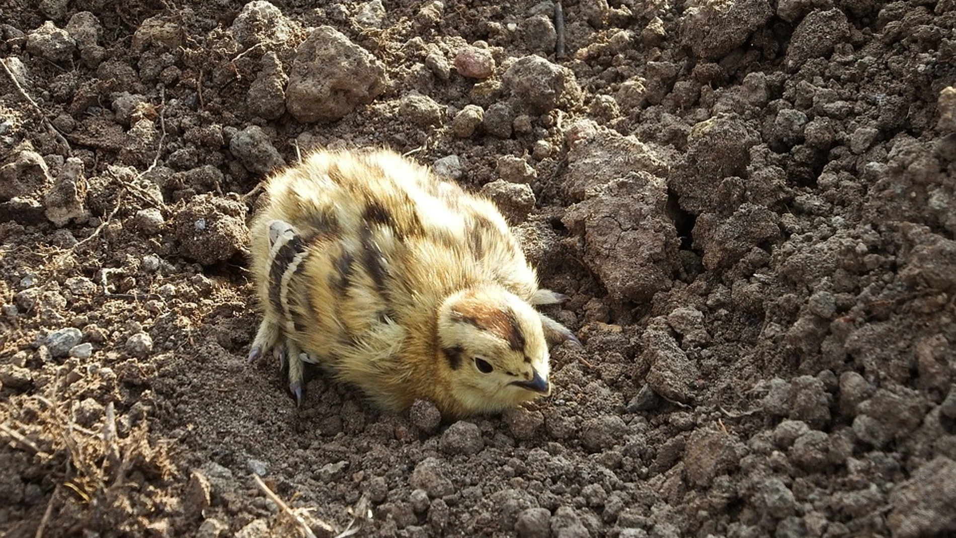 Los pollo de perdiz son una presa fácil para sus depredadores.