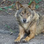 Lobo ibérico