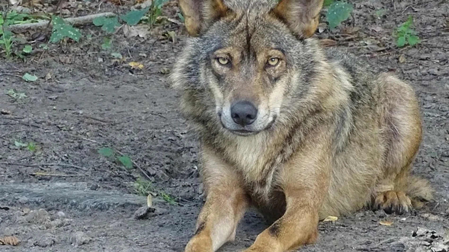 Lobo ibérico