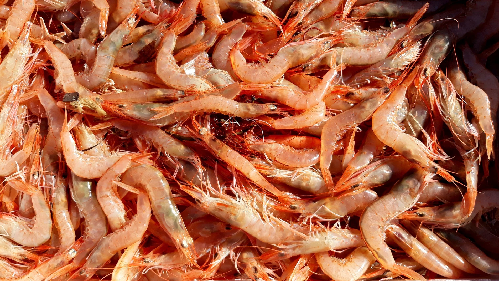 Langostinos