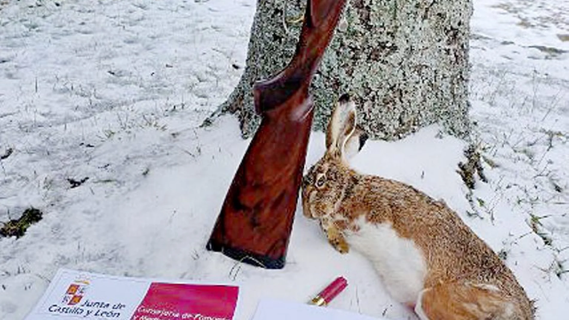 Pieza y arma decomisada por los agentes forestales