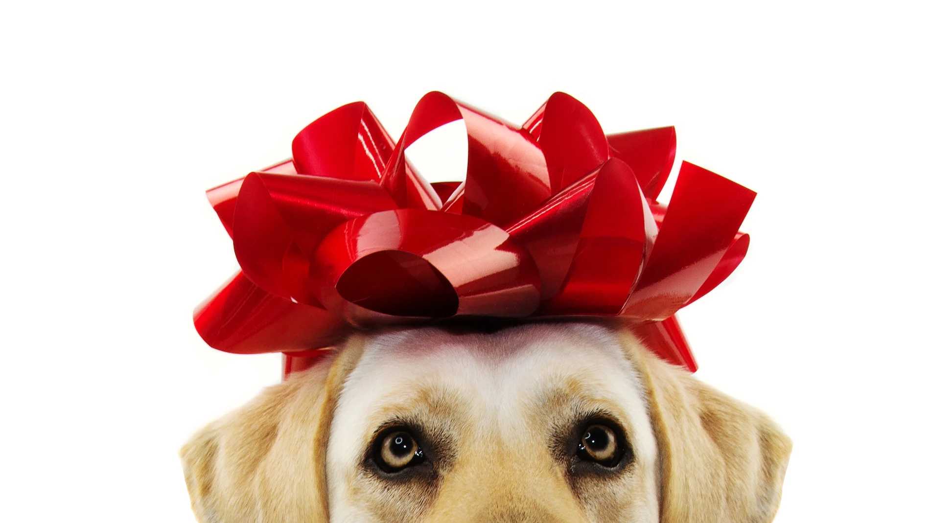 Regalar animales es cosificarles como si se tratasen de un objeto