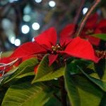 En la imagen, una flor de pascua.