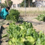 Agricultura ecológica en Segovia
