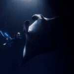 Maldivas, situado en el océano Índico y formado por más de 1.200 islas distribuidas en 26 atolones, alberga la mayor población del mundo de mantarrayas