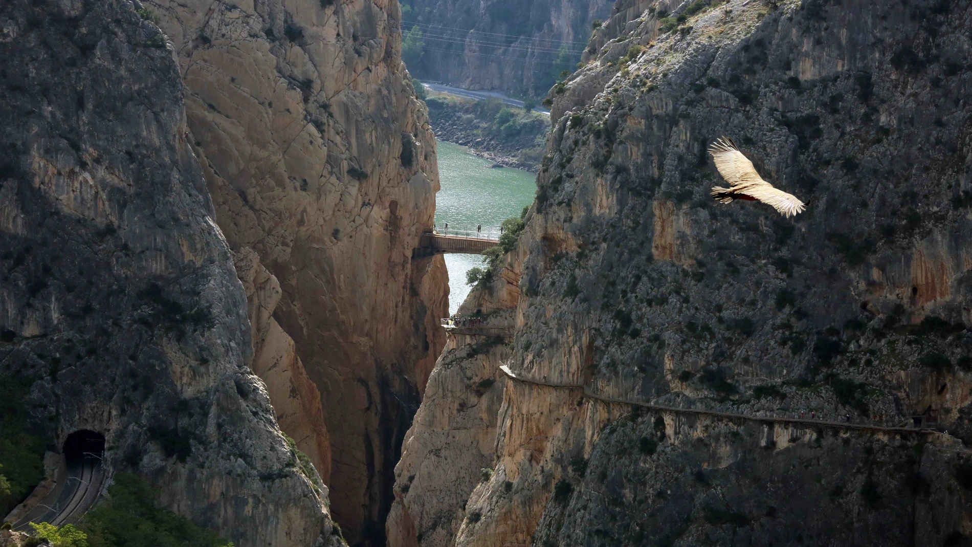 Un ave vuela por el entorno del Caminito del Rey de Málaga