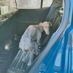 Las denuncias de abandono y maltrato de galgos son frecuentes
