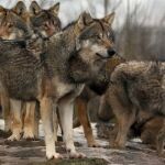 Manada de lobos