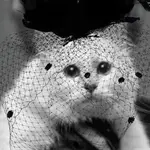 Choupette de Karl Lagerfeld