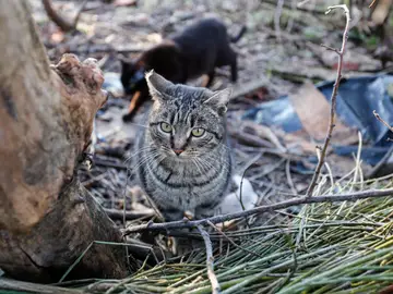 PACMA ha denunciado que la celebración de mascletás cerca de La Fonteta pueda perjudicar a las colonias de gatos de esta zona. Foto de archivo PACMA ha denunciado que la celebración de mascletás cerca de La Fonteta pueda perjudicar a las colonias de gatos de esta zona. Foto de archivo