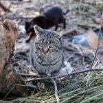 PACMA ha denunciado que la celebración de mascletás cerca de La Fonteta pueda perjudicar a las colonias de gatos de esta zona. Foto de archivo