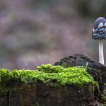 Coprinopsis Picacea, una seta peligrosa.