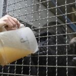 Caldo caliente para los gorilas del Bioparc de Valencia