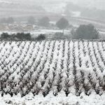 Viñedos nevados en Requena