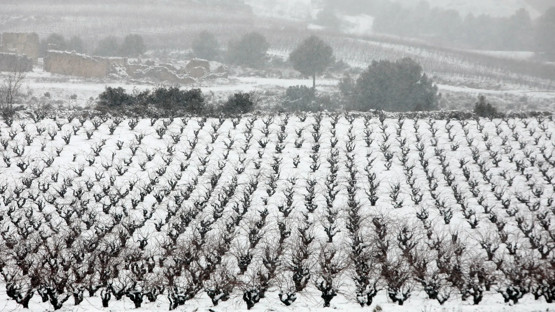 Viñedos nevados en Requena