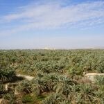 Palmeral del Oasis de Siwa.