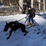 Una persona es arrastrada por un perro en la calle Alcalá de Madrid, este domingo