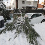 Un árbol caído sobre un coche debido a las nevadas ocasionadas por la borrasca "Filomena"