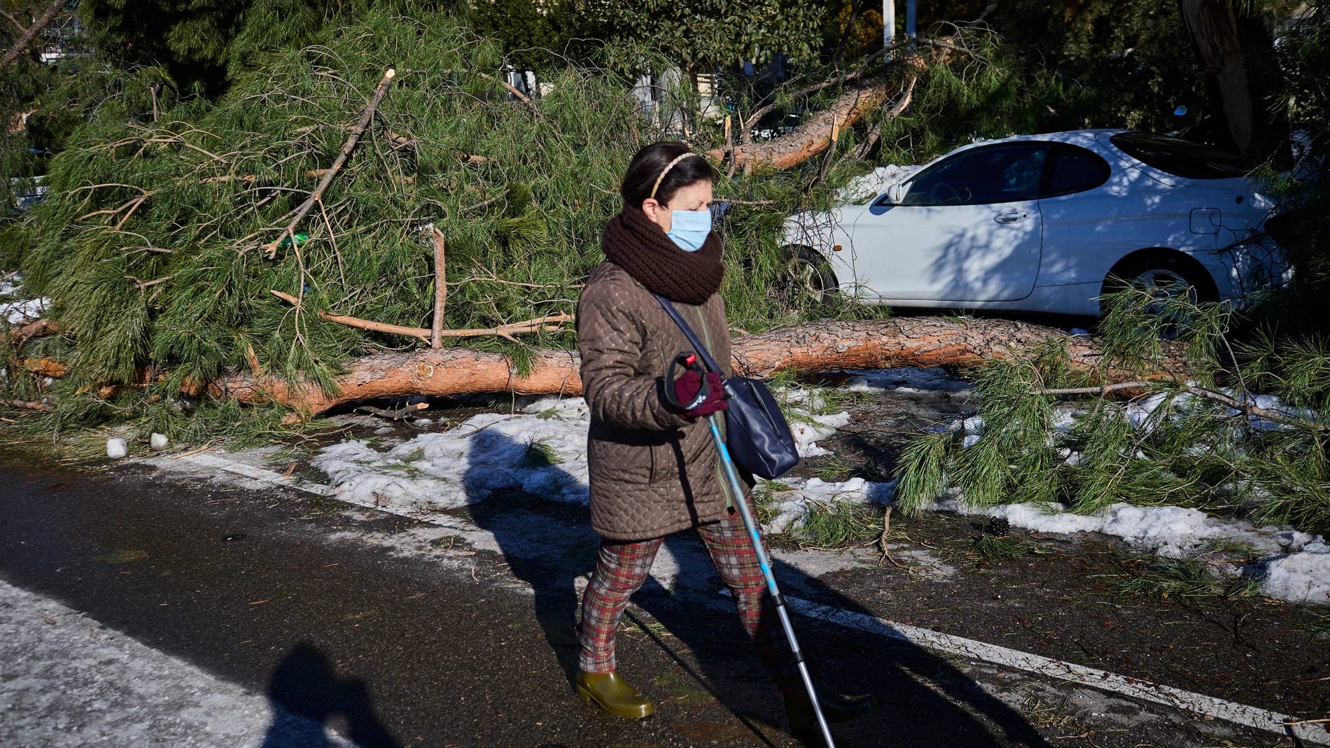 Desperfectos ocasionados por el temporal Filomena en la capital. Numerosos árboles han sido dañados por el temporal ocasionado riesgo de desprendimiento de ramas pudiendo ocasionar daños en las personas y vehículos que se encuentran aparcados en las calles.