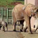 Una elefanta y su cría en una zona acotada del Parque de la Naturaleza de Cabárceno