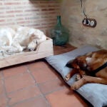 Perros de las protectoras de animales Proanbur y Napame y el Seprona