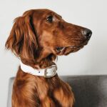 25 alimentos para humanos que los perros jamás deben comer