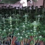 Hasta ahora la condena por posesión de cannabis ha conllevado penas de hasta 15 años de prisión en Tailandia