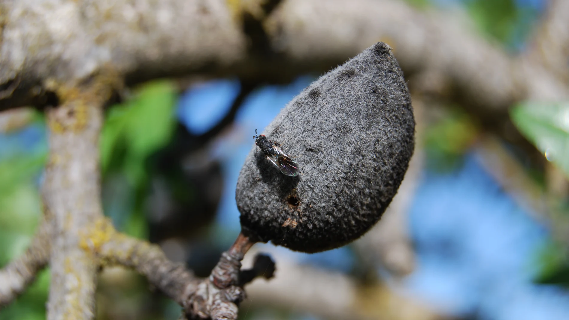 Imagen de la avispilla del almendro