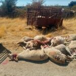 Último ataque de lobos a una explotación ganadera de Castilla y León