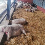 Ataque de lobos a una explotación zamorana