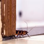 Es posible que una cucaracha espachurrada se convierta en alimento para su propia familia | Fuente: Pixabay