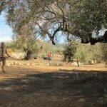 Campo de olivos