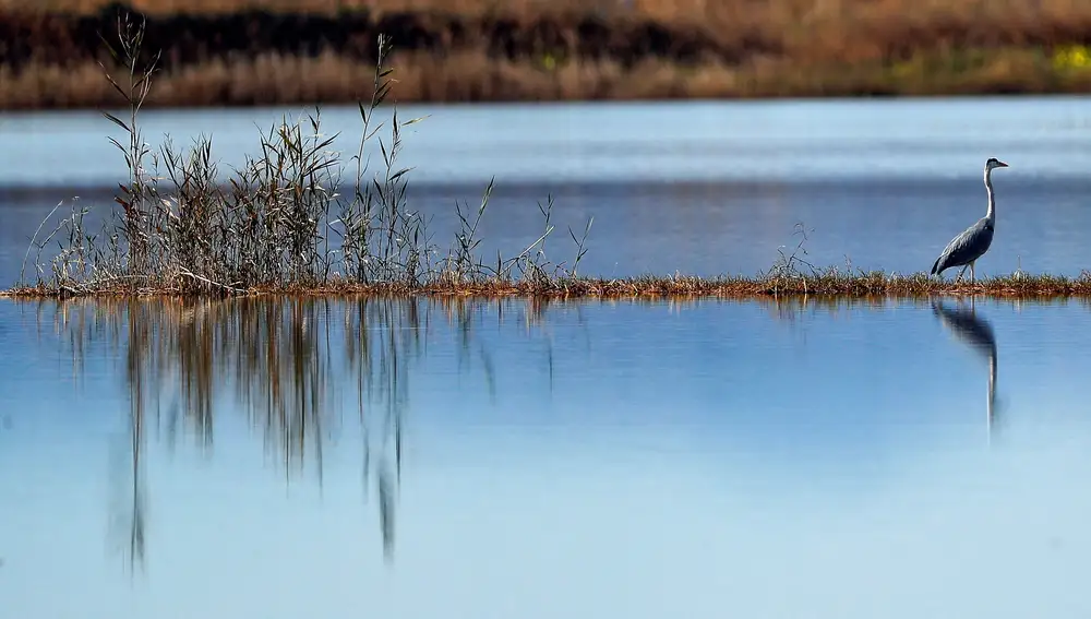 Una Garza Real busca alimento en uno de los campos de arroz cercano al parque natural de La Albufera de Valencia
