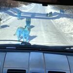 Imagen de los perros encontrados en la ciudad de Dzerzhinsk
