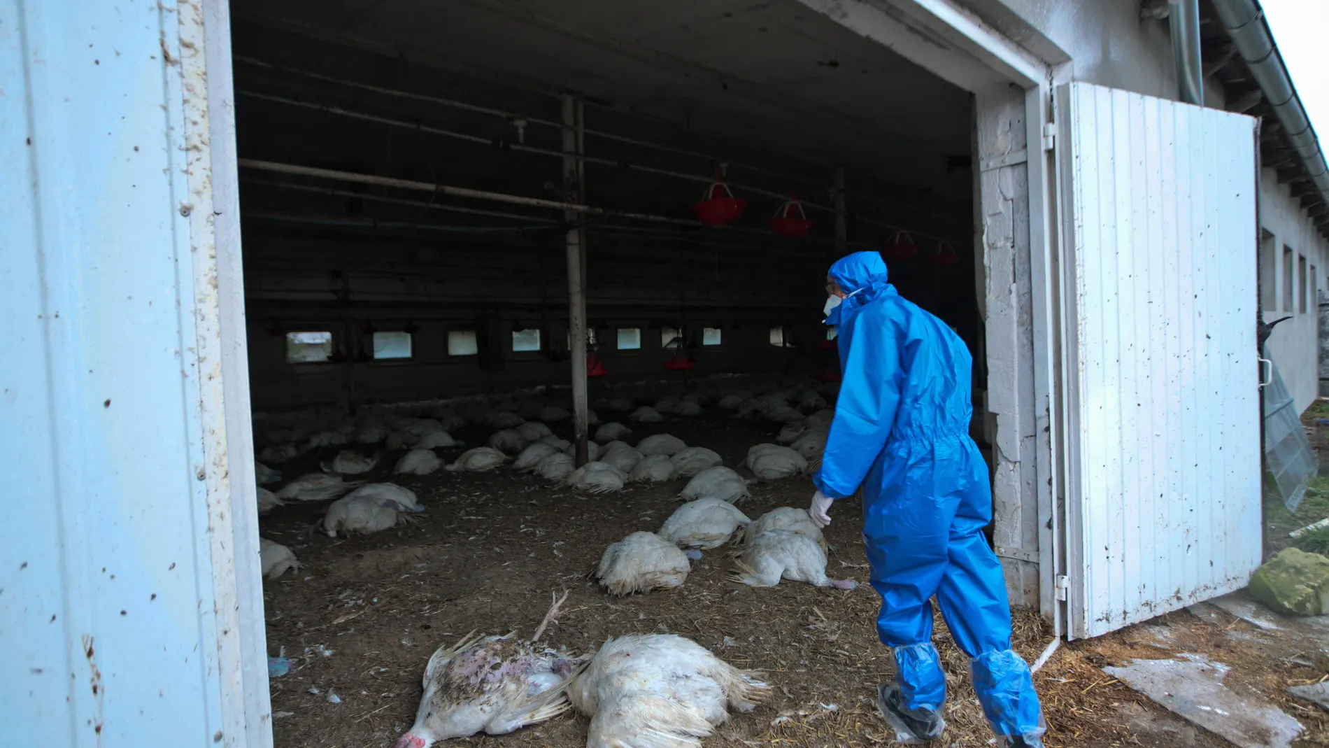 Un sanitario en una granja afectada por la gripe aviar H5N8