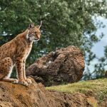 La conservación del lince ibérico, objetivo del proyecto LIFE LynxConnect.
