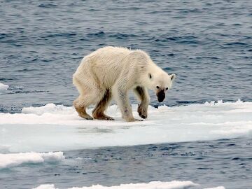 Oso polar mostrando una severa desnutrici&oacute;n