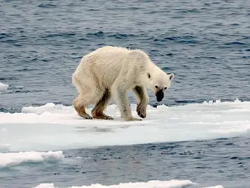 Oso polar mostrando una severa desnutrición Oso polar mostrando una severa desnutrición