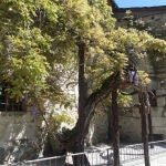 Ejemplar de la glicinia en la localidad berciana de Ponferrada