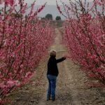 Agricultores ciezanos responsables de que cada año sus 13.000 hectáreas dedicadas al cultivo de melocotón, platerina, paraguayos y nectarinas ofrezcan la mayor variedad cromática de flores