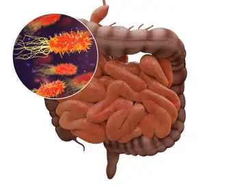 El microbioma intestinal puede influir en el riesgo de sufrir infecciones y en la respuesta defensiva frente a las mismas El microbioma intestinal puede influir en el riesgo de sufrir infecciones y en la respuesta defensiva frente a las mismas