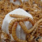 Investigación de la compañía Tebrio