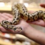 Una serpiente pitón en una imagen de archivo