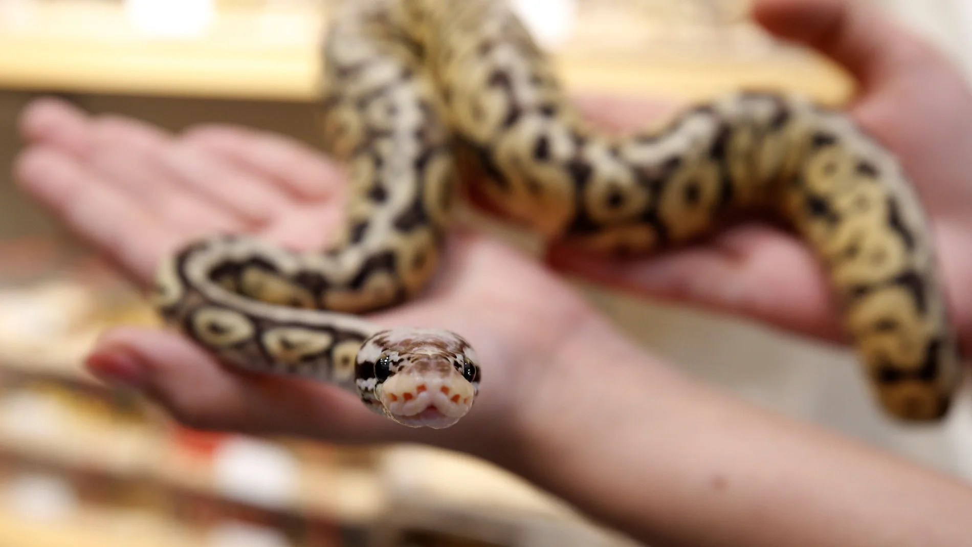 Una serpiente pitón en una imagen de archivo