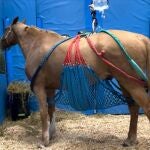Caballo afectado por rinoneumonía