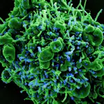 “Khosta-2″: encuentran en murciélagos rusos un virus similar a la Covid que puede infectar a los humanos y esquivar las vacunas