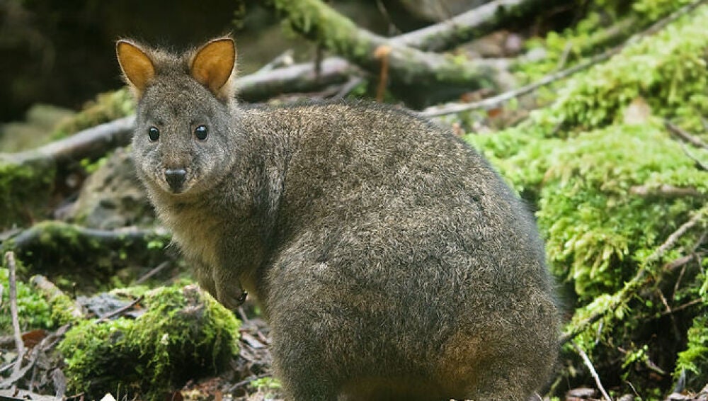 Pademelon de Tasmania