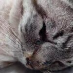 Coco, el gato agredido