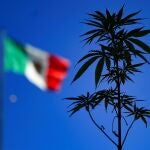 MEX6660. CIUDAD DE MÉXICO (MÉXICO), 10/03/2021.- Personas muestran una planta de marihuana el 09 de Marzo de 2021, en el Zócalo de la Ciudad de México (México). La Cámara de Diputados de México aprobó este miércoles la legislación que regula el consumo, el cultivo y el comercio de marihuana con fines recreativos en todo el territorio, la cual tendrá que ser ratificada por el Senado antes del 30 de abril. EFE/ Carlos Ramírez