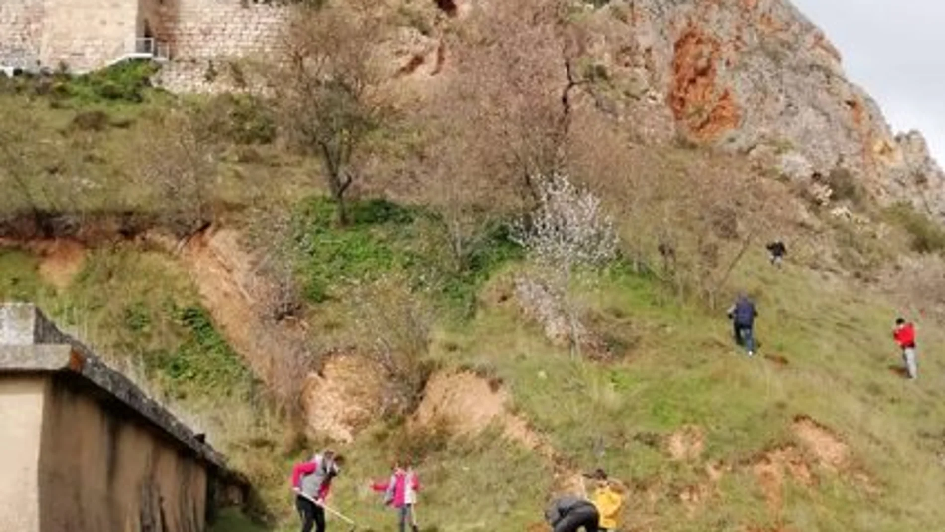 Plantación de almendros en Poza de la Sal (Burgos)
